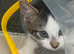 2 male kittens for sale