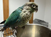 Green check conure