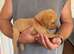 Beautiful litter of fox red Labrador puppies