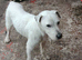 working terrier parson jack russell male