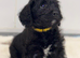 Miniature F1 Schnoodle Puppies