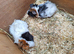 2 female guinea pigs for sale