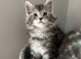 AMAZING TICA REGISTERED MAINE COON KITTENS