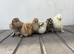 Silkie chicks lots of colours