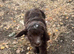Chocolate cockapoo boy. Fully vet checked and 1st vaccs.