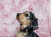 Miniature golden retrievers( Dakota sport retrievers)