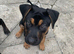 German shepherd X