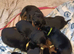 Purebred Rottweiler Puppies