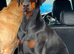 ABSOLUTELY STUNNING DOBERMAN PUPPIES FOR SALE