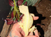 crested gecko