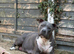 American Staffordshire terrier. Ready to leave.