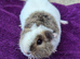 BABY TEDDY SOWS