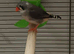 Pair Of Zebra Finches
