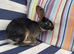 10 BELGAIN HARE KITS