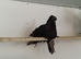 Uzbek and polish butterfly pigeons