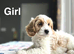 Adorable cockapoo girl and boys , 9 weeks old