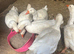 Beautiful embden geese 1 gander five hens