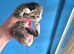 Beautiful kittens, i have both parents