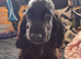 KC Reg Show Cocker Spaniel Puppy