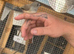 Zebra finches and benaglese finches