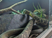 CBB24 Female King Rat Snake