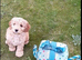 Beautiful Miniture F1 Cockapoo Puppies