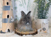 English Angora Babies - Ready Now