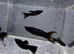 Tropical fish&rsquo;s for sale many type