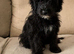 Aussiedoodle 4 months old F1 Health Tested Parents