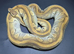 Adult Pythons.
