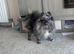 Cheeky lovely little Pomeranian female