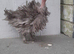 5 bantam chickens