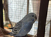 Tamed young Budgies