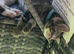 Male boy kitten