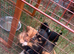 Puppies