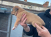 Lurcher pups