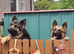 Last  girl Long hair German Shepherd