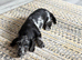 Doxie poo female Trixie