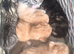 Beautiful kittens, i have both parents