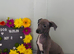 Beautiful Italian greyhounds