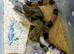 ANERY HONDURAN MILK SNAKE