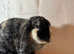 English Lop Doe