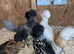 Frizzle feather & non friz polish chicks