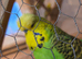 Budgie for sale