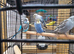 Young budgies for sale
