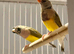 Young Gouldian Finches – 2 Hens, 1 Cock – Orange & Black Headed