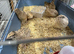 Jumbo quail eggs