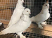 Polish owls