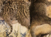 Scottish fold