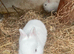 beautiful Netherlan dwarfs